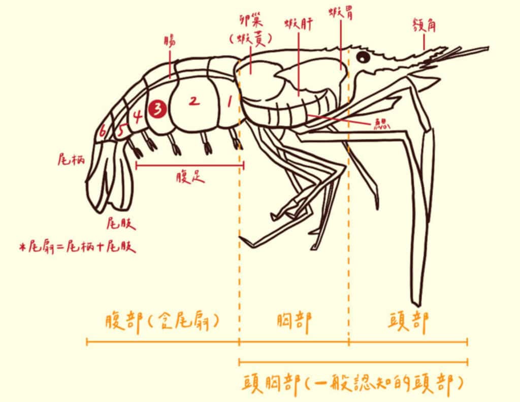 蝦子的身體結構圖