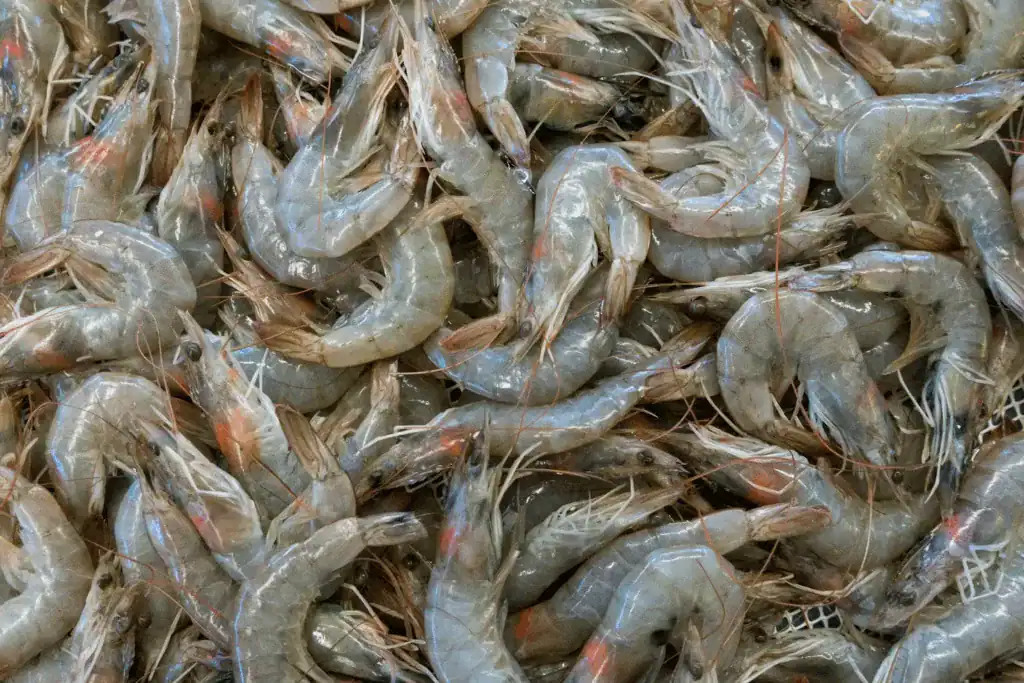與蝦場合作批發泰國蝦可以得到更優惠的價格與進貨彈性