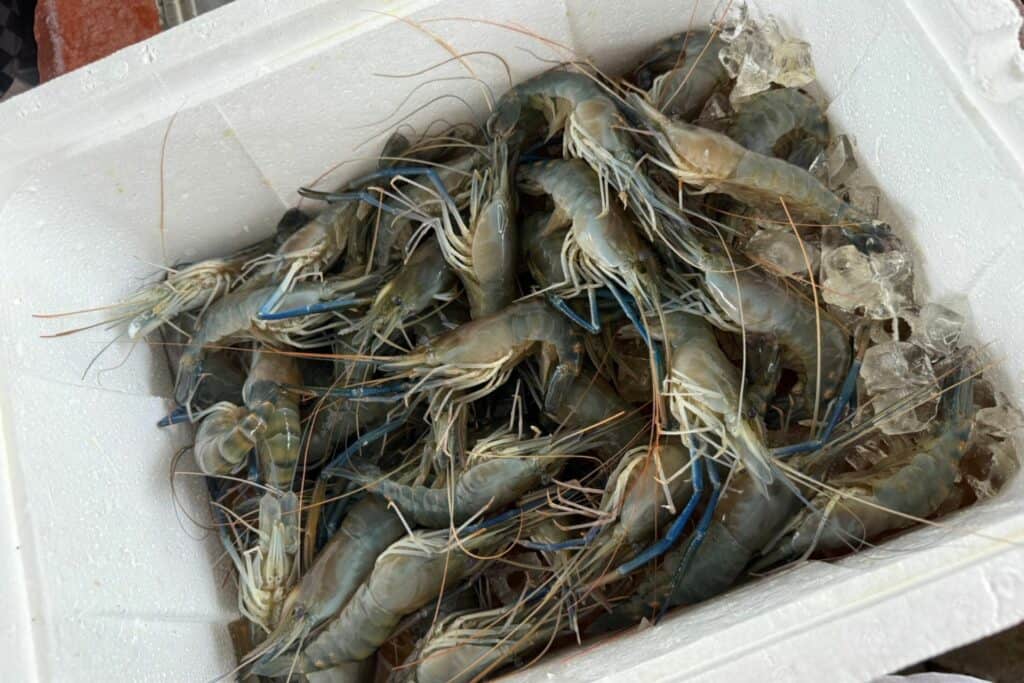 泰國蝦去蝦線前的準備工作