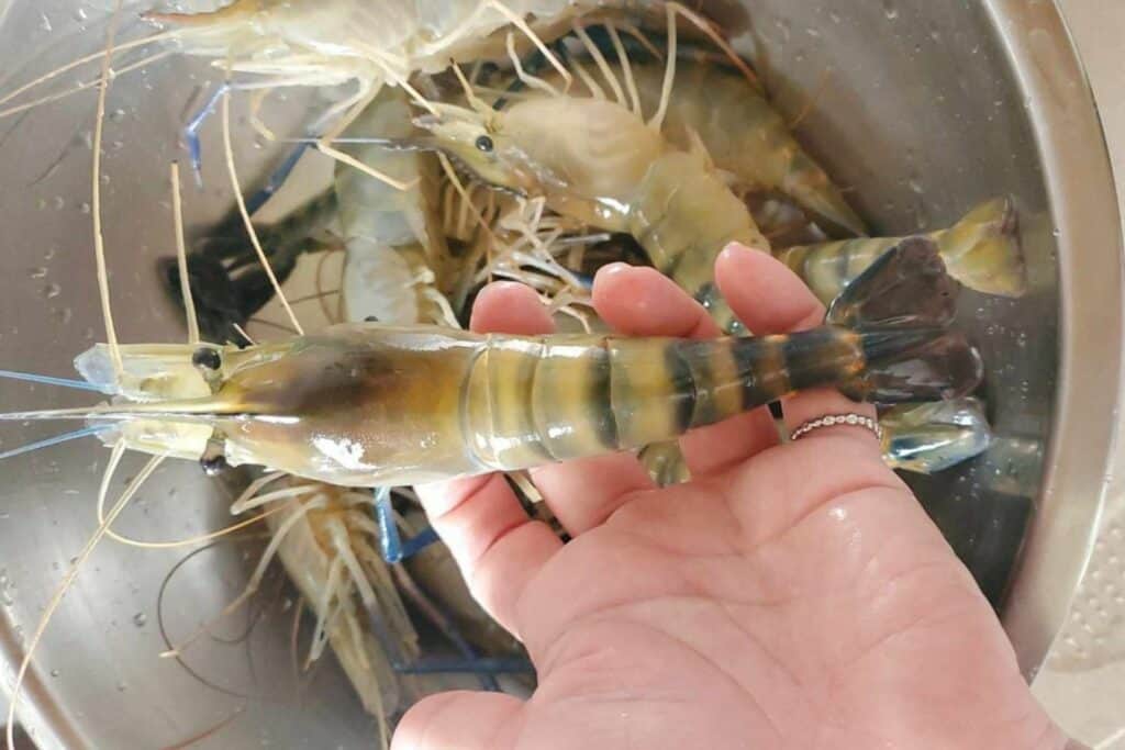泰國蝦去蝦線怎麼做